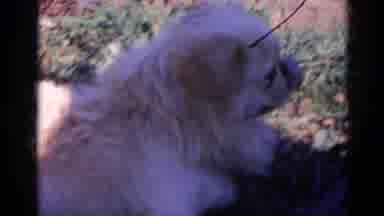 Wauconda Illinois USA (1968): One Dog Is Sitting In The Up Of The Grass And Seeing