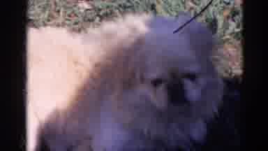 Wauconda Illinois USA (1968): Small Dog Outdoors