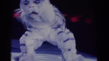 Chicago Illinois USA (1969): Scary Animal Circus Act Routine With A Person