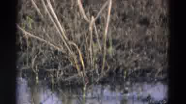 Chicago Illinois USA-1969: Bird in Wetland Near Reeds and Water