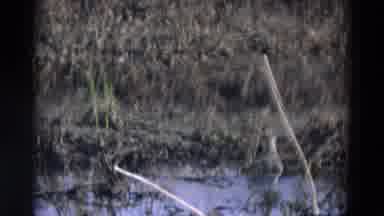 Chicago Illinois USA (1969): A Duck Relaxing In A Pond Flying Away In The Sky