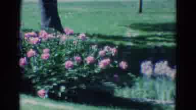 Diller Nebraska (1969): Flower Bed Blowing In Wind Near Staircase On Sunny Day