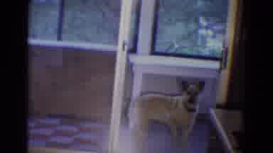 Diller Nebraska (1969): A Dog On A Covered Balcony Dips His Head Asking To Be Let