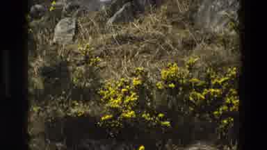 England (1969): Outdoor With Yellow Flowers In The Wilderness With Sun