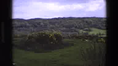 England (1969): View Of Bush With Yellow Flowers Blooming In Green Field On A