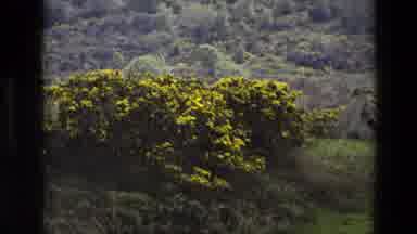 England (1969): Beautiful Flowers Grow On Rolling Hillside With Trees In The