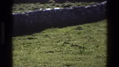 England (1969): Videoing The Grass With Beautiful Stone Wall