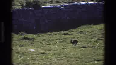 England (1969): Rabbit Running Across A Field Near A Stone Wall