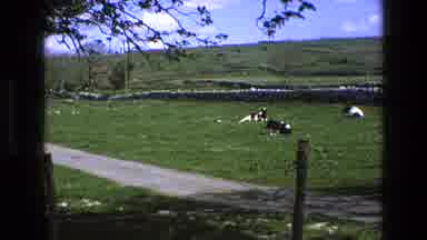 England (1969): Farm Animals Cows Black White Laying Pasture Sunny Peaceful Scene