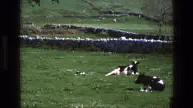 England (1969): Holstein Cows Laying Down In A Fiend Near A Brick Wall