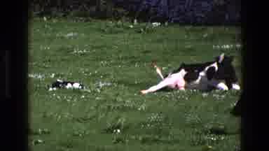 England (1969): Mother Cow Lying On Grass Near Another Cow And A Calf On Sunny Day