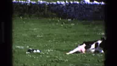 England (1969): A Cow Lies In The Grass Of A Green Field Next To A Small Stone