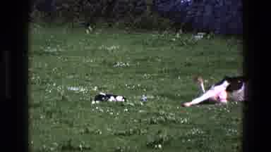 England (1969): A Holstein Cow Laying On The Green Grass On A Beautiful Day