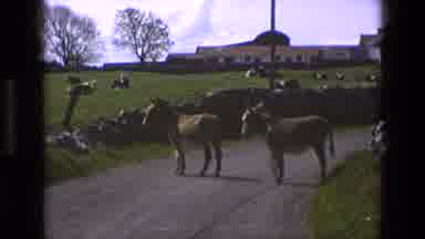 England (1969): Two Funny Donkeys Standing In The Middle Of A Road Blocking A Car