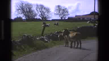 England (1969): A Pair Of Donkeys Walk Across A Road Toward A Grassy Field Where