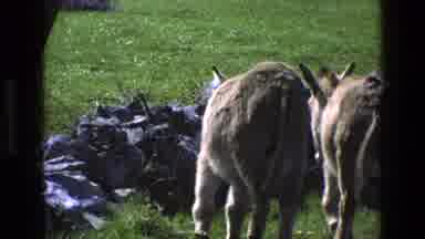 England (1969): The Horses Are Walking In The Grass To Get Some Fresh Air
