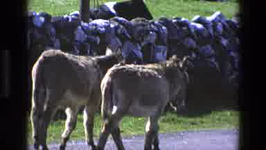 England (1969): Donkey Walking On The Road