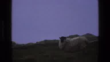 England (1969): Sheep Wandering A Field