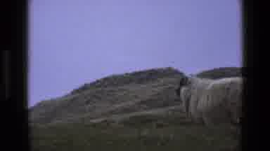 England (1969): Sheep On Mountain