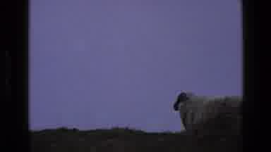 England (1969): Large Scottish Blackface Sheep Which Is The Most Common Type In