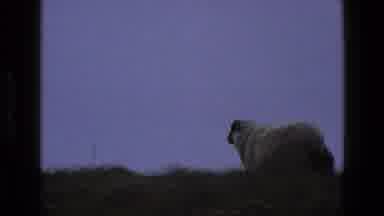 England (1969): One Lonely Sheep Grazing In Field Trying To Find Way Home