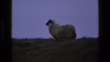 England (1969): A View Of Sheep Running In The Forest