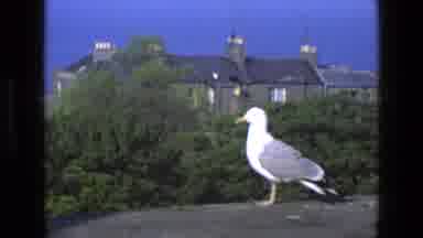 England (1969): A Seagull Looks Out Over The Ocean While Standing On A Rock