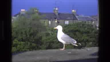 England (1969): A Bird Then A Ship On Water