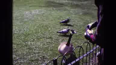 Ireland (1969): Woman Feeds Wildlife In Park And Disturbs Their Natural Habitat