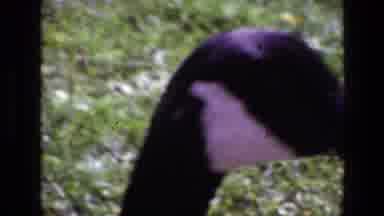Ireland (1969): Goose Being Fed By Man In Park While Other Birds Walk Around