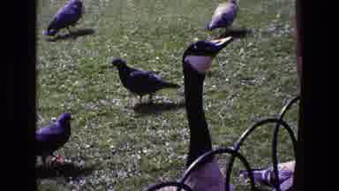 Ireland (1969): Person Feeding Canadian Goose From Their Hand Other Birds Milling