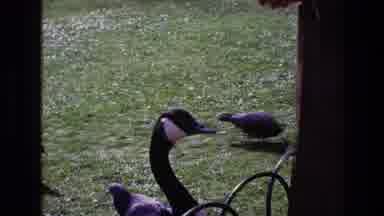 Ireland (1969): Ducks Eating Food From Hand In Park