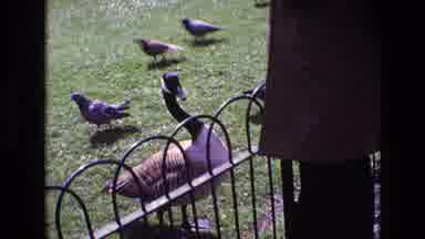 Ireland (1969): Different Birds On The Grass Are Being Fed By People