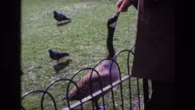 Ireland (1969): Person Feeds Canadian Goose From Their Hand Other Birds Milling