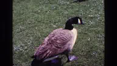 Ireland (1969): The Two Ducks Are Standing In The Grass And Eating Something
