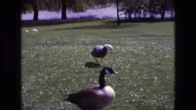 Ireland (1969): Old Video Of Two Ducks Walking Around