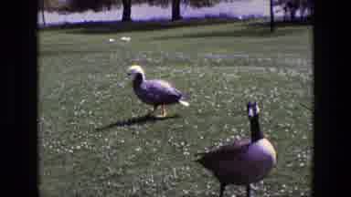 Ireland (1969): On The Visit To The Zoo I Saw Many Hungry Ducks Looking For Food