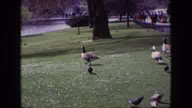 Ireland (1969): The Canadian Geese Wander The Grass At The Park And Don't Mind The