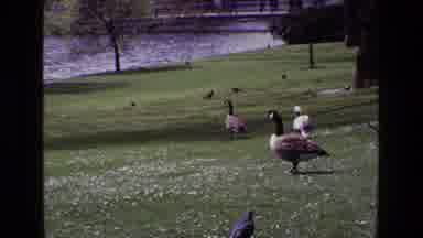 Ireland (1969): Geese Waddling Across The Grass In Front Of A Body Of Water