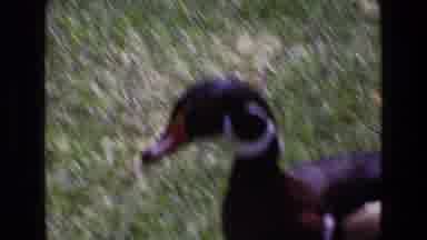 Ireland (1969): Ducks Running In The Garden