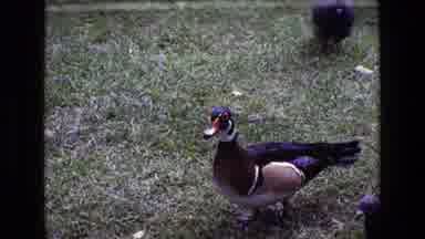 Ireland (1969): Wood Duck And Other Birds Mill Around In Grassy Area On Sunny Day