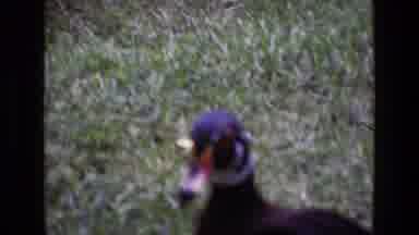 Ireland (1969): Wood Duck In Grassy Area Swans Swimming In Body Of Water Other
