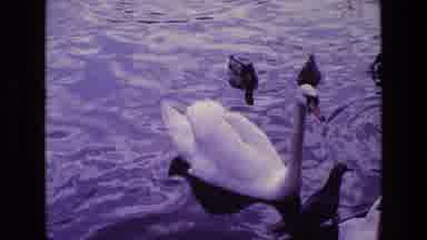 Ireland (1969): Feeding Wild Ducks In A Pond Near An Area Where People Are