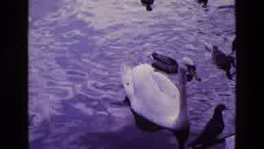 Ireland (1969): Water Birds In A Pond At A Park With A Swan Some Ducks And