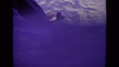 Ireland (1969): Person Feeding Brown And White Ducks That Are Swimming Around In