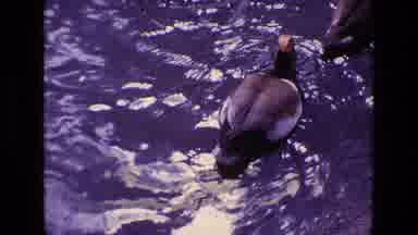 Ireland (1969): Ducks Swimming In The Ocean