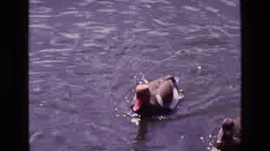 Ireland (1969): Ducks And Geese Roam A Park And Swim In A Pond While People Feed