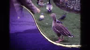 Ireland (1969): Person Feeding Ducks As Camera Cuts To The View Of The Sea