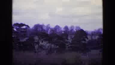 Ireland (1969): Foggy Trees In The Distance Sit Beyond A Golden Field