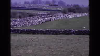 IRELAND-1969: Panning View of Stone Walls and Grazing Sheep in Irish Countryside